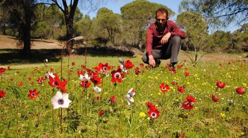 Kumul Ormanda A&ccedil;an Laleler Sorgun &Ccedil;amlığı'nı Kırmızı Beyaza B&uuml;r&uuml;d&uuml;