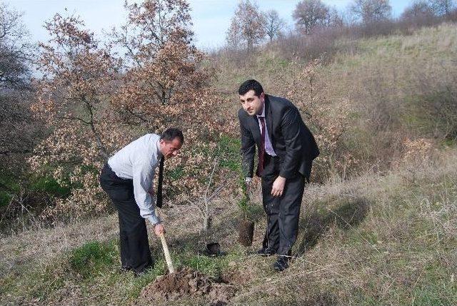 Vergi Dairesi 50 Adet Çam Ağacını Toprakla Buluşturdu