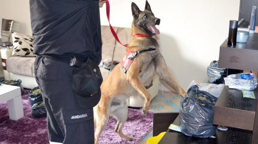 Jandarmadan Uyuşturucu Operasyonu: 5 G&ouml;zaltı