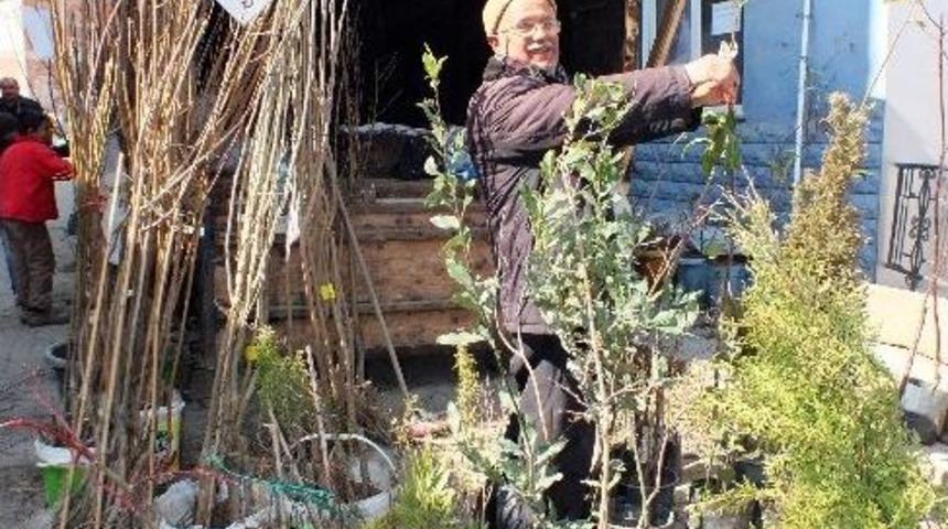 Meyve Fidanı Satışları