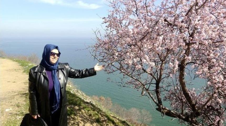 Tekirdağ&rsquo;da Badem Ağa&ccedil;ları &Ccedil;i&ccedil;ek A&ccedil;tı