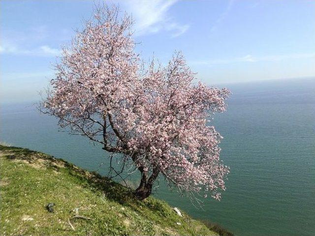 Tekirdağ’da Badem Ağaçları Çiçek Açtı