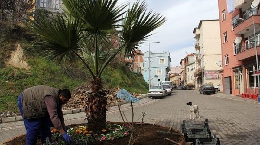 Giresun&rsquo;un Tirebolu İl&ccedil;esi &Ccedil;i&ccedil;ek A&ccedil;tı