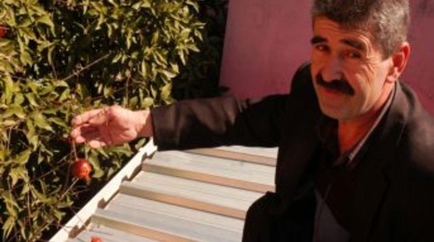 Kadirli'de Nar Ağacı Mart Ayında Meyve Verdi