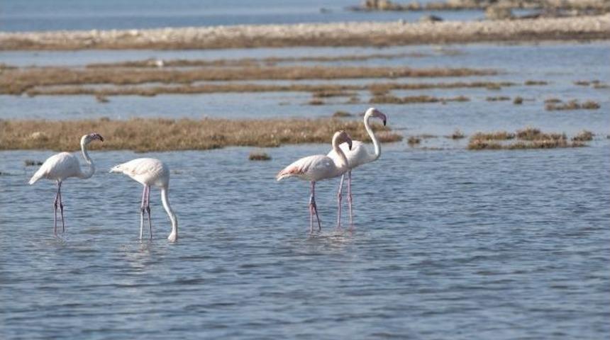 Ege; &ldquo;onları Avlamak Yerine Fotoğraflayın&rdquo;