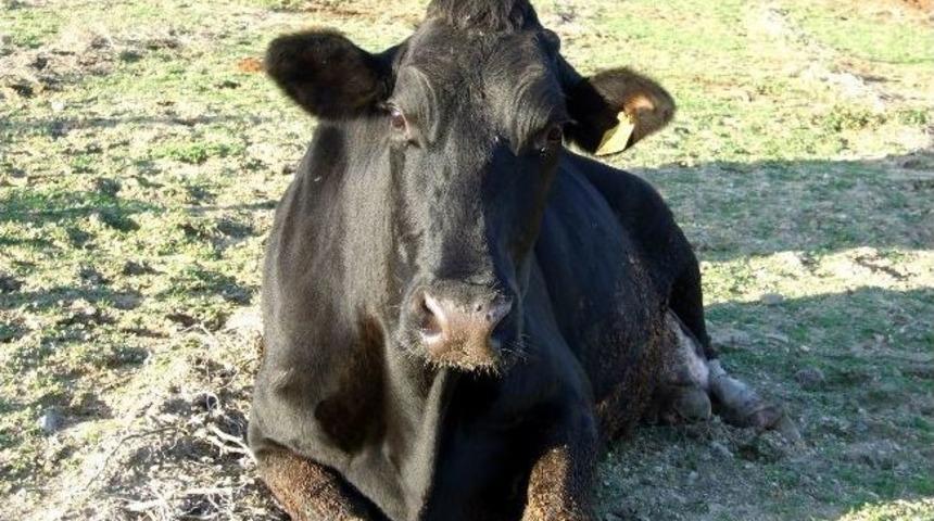 Tazminat &Ouml;denecek Hayvan Hastalıkları Belirlendi