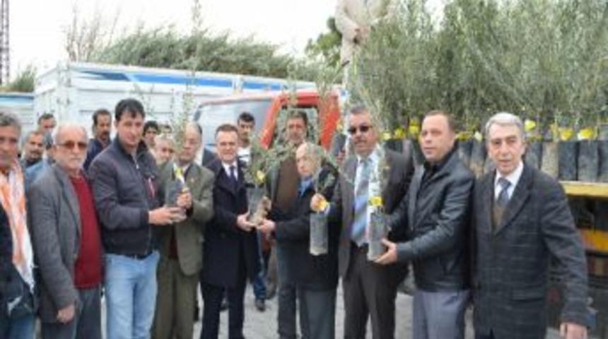 S&ouml;ke&rsquo;de 33 Bin 750 Zeytin Fidanı Dağıtıldı