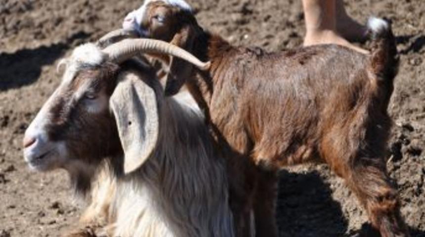 Tunceli'de Anneleri Ile Buluşan Kuzuların G&ouml;r&uuml;nt&uuml;s&uuml; Belgeselleri Aratmıyor