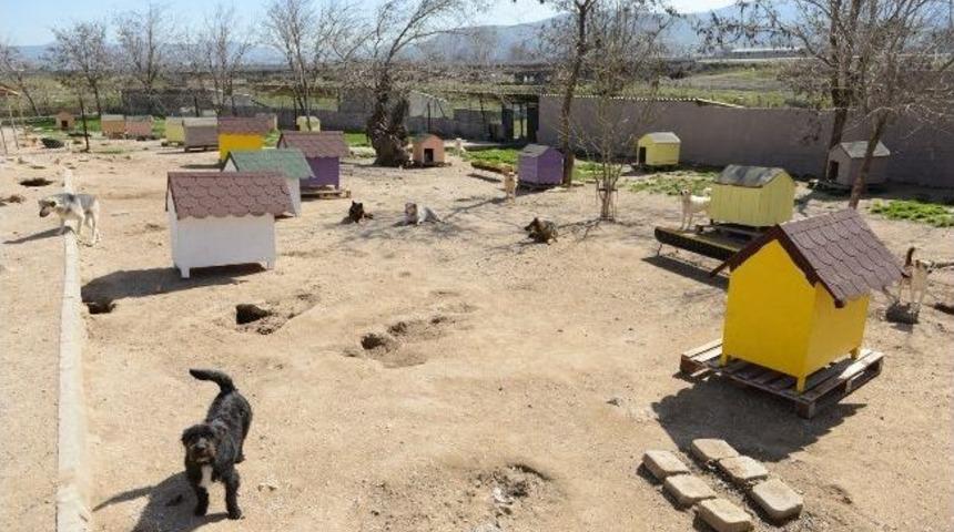 Hayvan Barınağına Makyaj