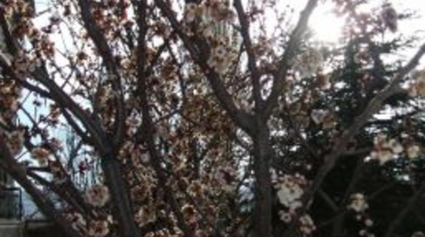 Yozgat&rsquo;ta Meyve Ağa&ccedil;ları Erken &Ccedil;i&ccedil;ek A&ccedil;maya Başladı