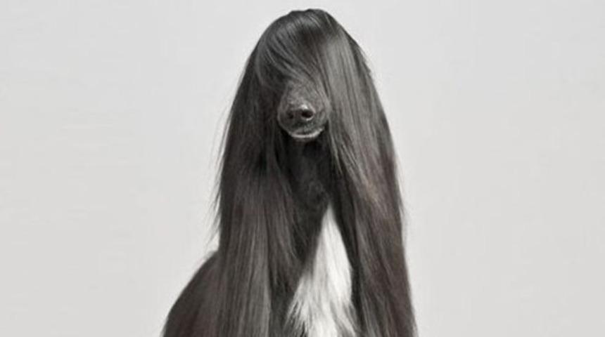 D&uuml;nyanın en t&uuml;yl&uuml; hayvanları