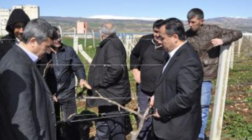 Pazarcık'ta &Ccedil;ift&ccedil;ilere Bağ Budama Teknikleri Eğitimi Verildi