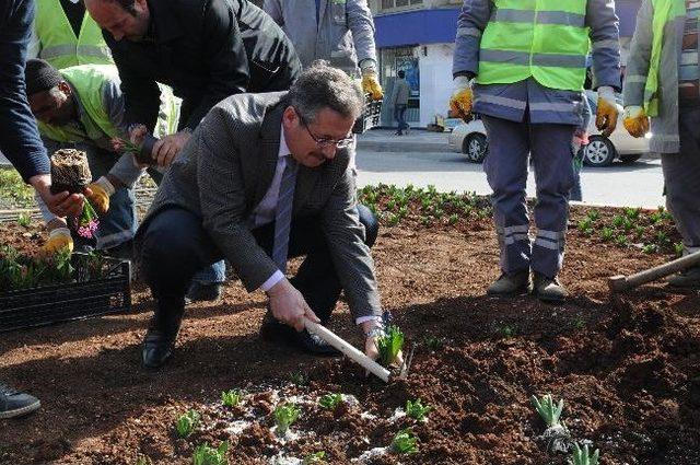 Saray Sümbülleri Toprakla Buluştu