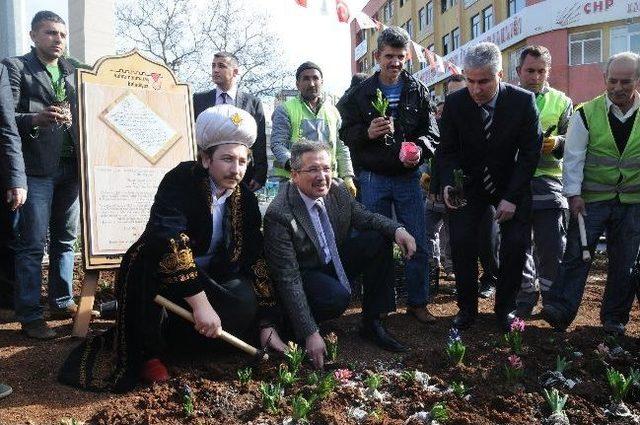 Saray Sümbülleri Toprakla Buluştu