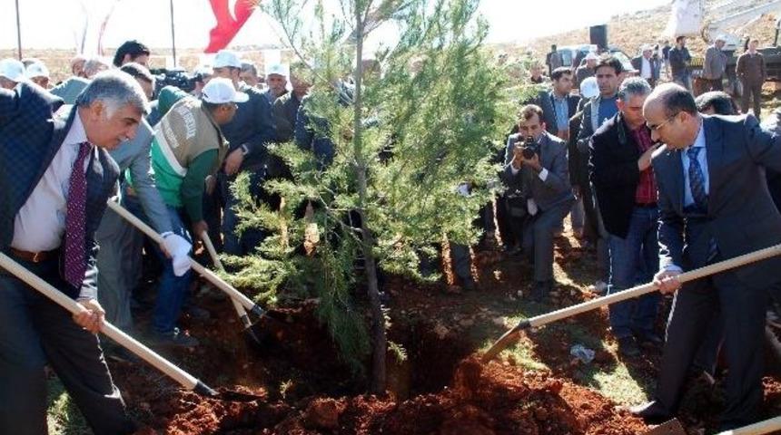 Cumhurbaşkanı Abdullah G&uuml;l Anısına Hatıra Ormanı