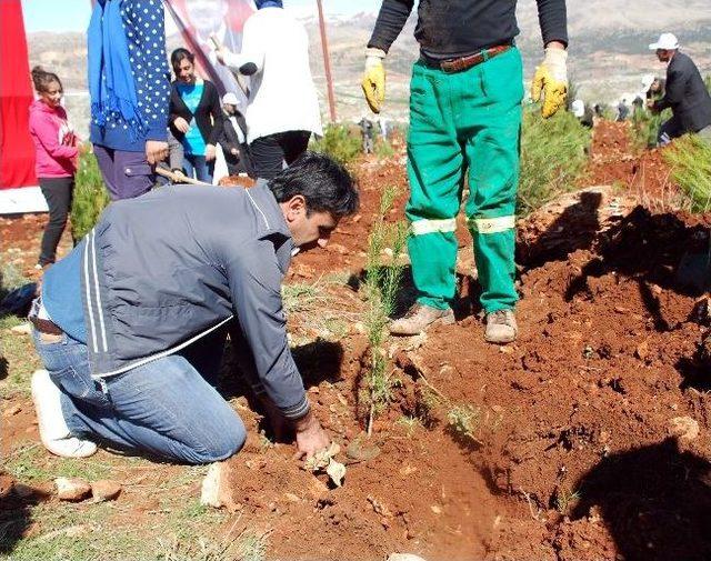 Cumhurbaşkanı Abdullah Gül Anısına Hatıra Ormanı