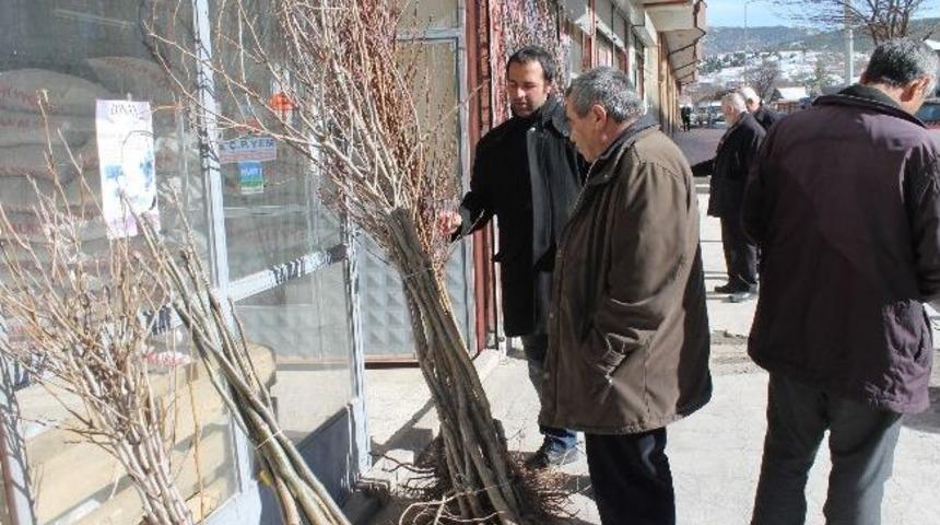 Akdağmadeni Ziraat Odası'ndan Sertifikalı Fidan Satışı Başladı
