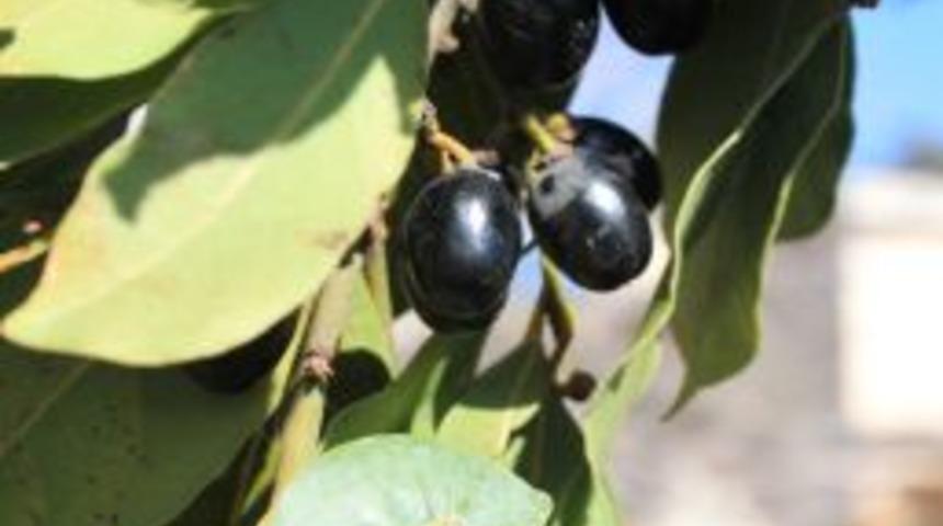 Bir Zamanlar Dağda &Ccedil;&uuml;r&uuml;yen Defne Ağacı K&ouml;yl&uuml;n&uuml;n Ge&ccedil;im Kaynağı Oldu