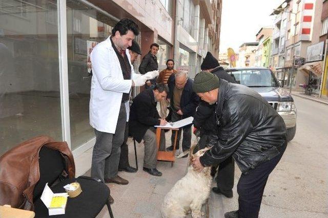 Bozüyük’te Köpeklere Ücretsiz Kuduz Aşısı Kampanyası