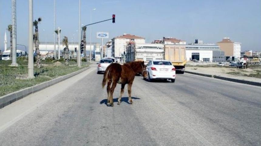 Başı Boş Atlar Trafiği Tehlikeye D&uuml;ş&uuml;r&uuml;yor
