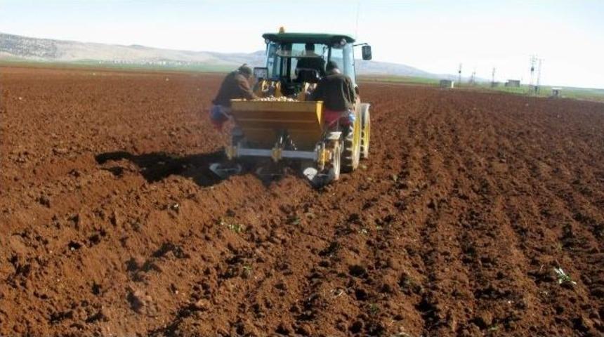 Araban&rsquo;da Cipslik Patates Deneme Ekimi Yapıldı