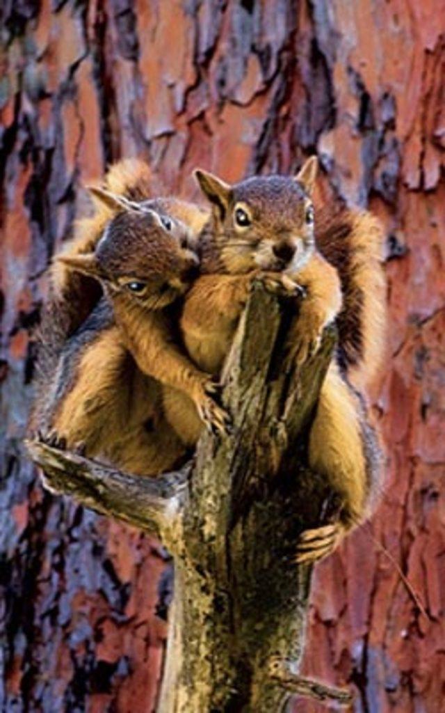 Aşkın en  doğal  hali 10