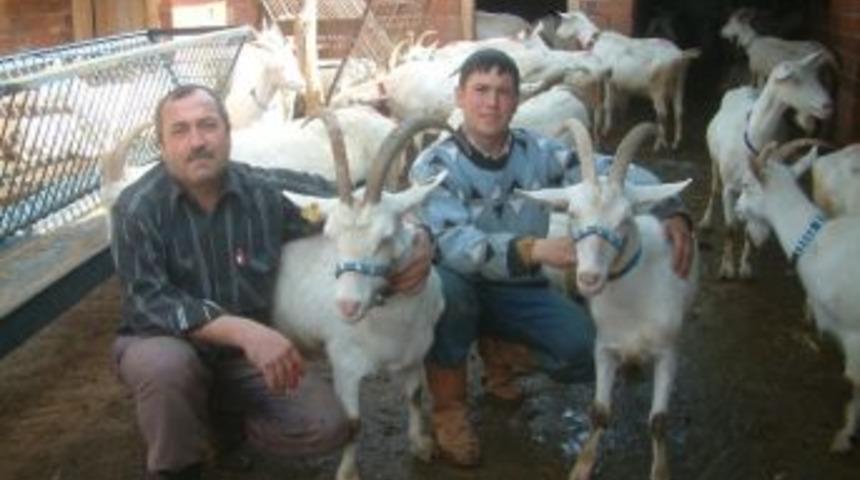 Ke&ccedil;ilerin S&uuml;t Verimini Arttırdı