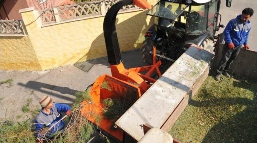 Budanan Ağaç Dalları Gübreye Dönüştürülüyor