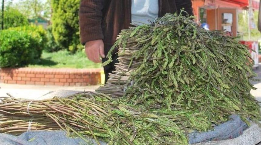 Aydın&rsquo;da Kedirgen Otu &Ccedil;ıktı