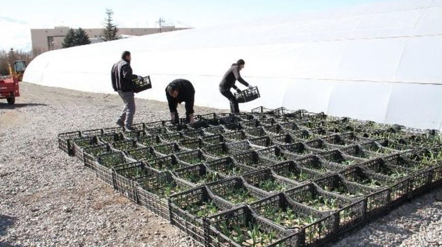 Erzincan &Ccedil;i&ccedil;ek A&ccedil;acak