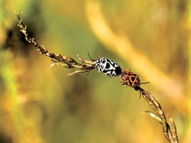 Aşkın en  doğal  hali 13