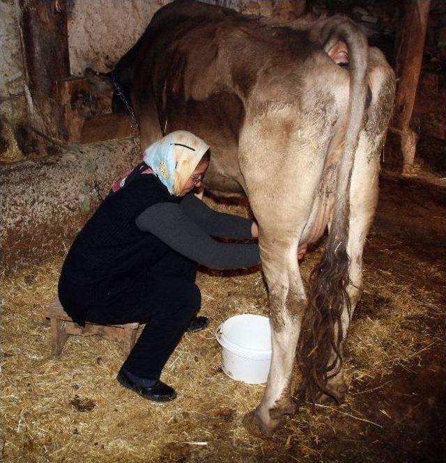 Köylü Kadınlar 8 Mart’ı Da Çalışarak Geçirdi