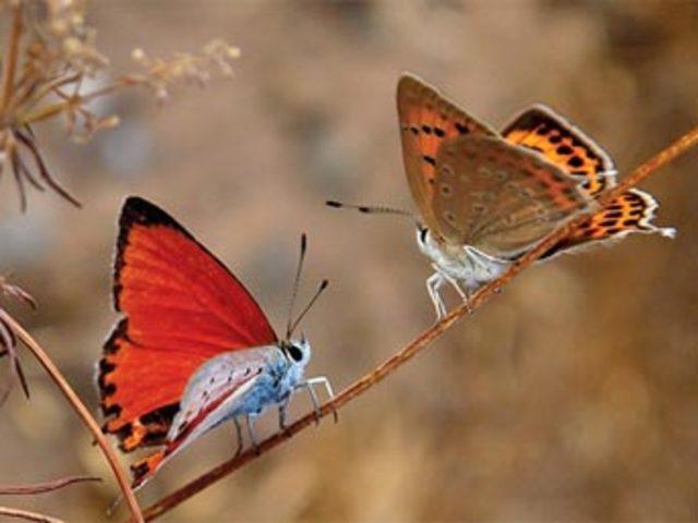 Aşkın en  doğal  hali 14