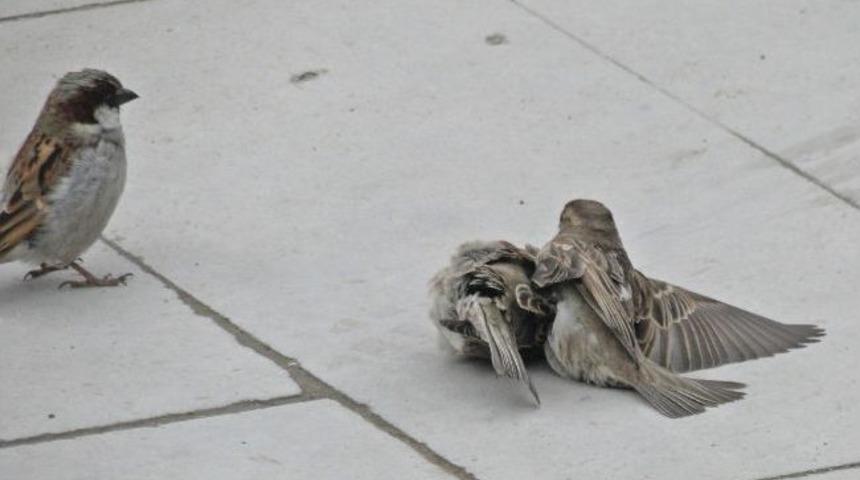 Ser&ccedil;enin Ser&ccedil;eye Vefası