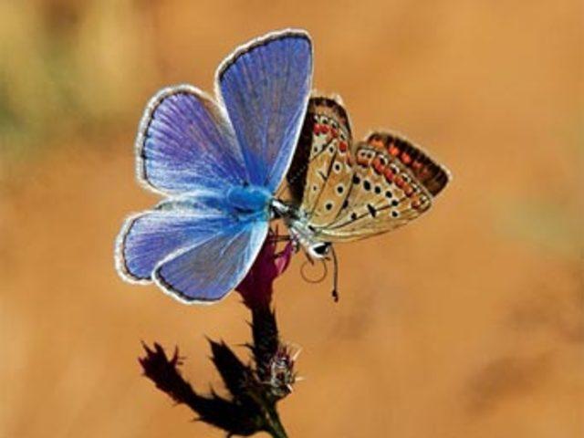 Aşkın en  doğal  hali 22