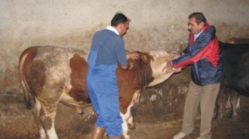 B&uuml;y&uuml;kbaş Hayvanlar Şap Hastalığına Karşı Aşılanacak