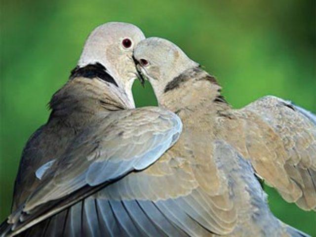 Aşkın en  doğal  hali 26