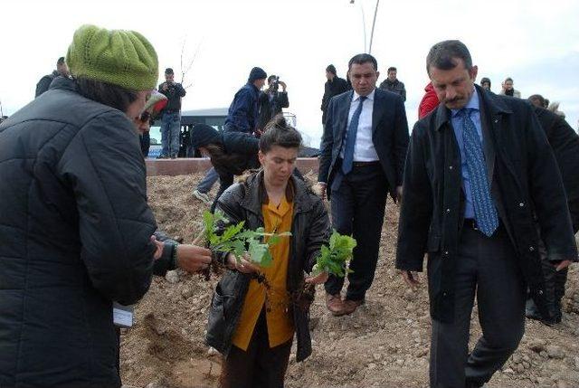 Kadınlardan Makü’ye Bin Meşe Palamudu