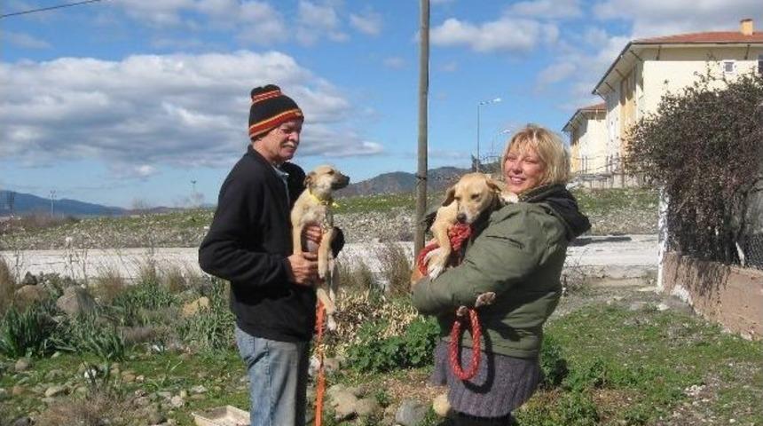 K&ouml;yceğiz'de Yabancılar Sokak Hayvanlarını Kısırlaştırıyor.