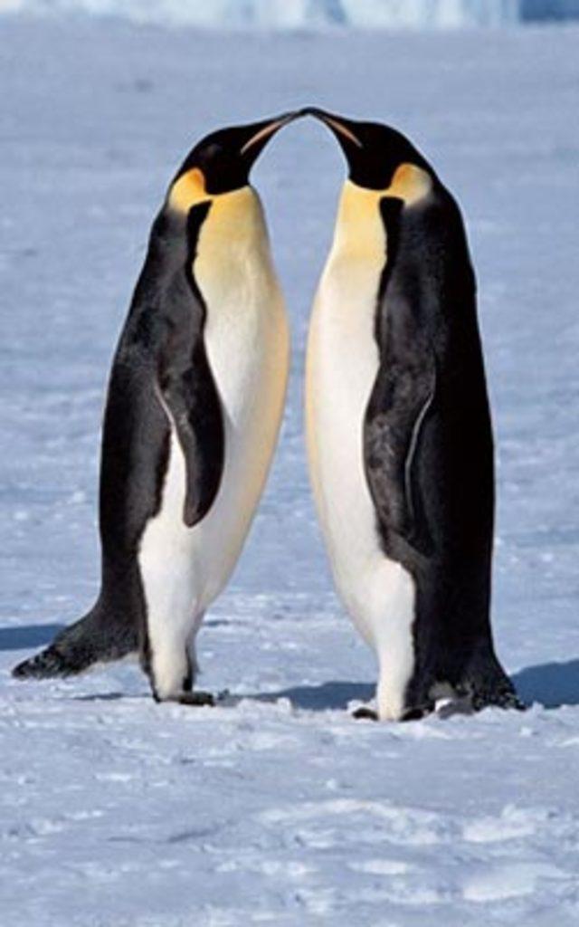 Aşkın en  doğal  hali 37