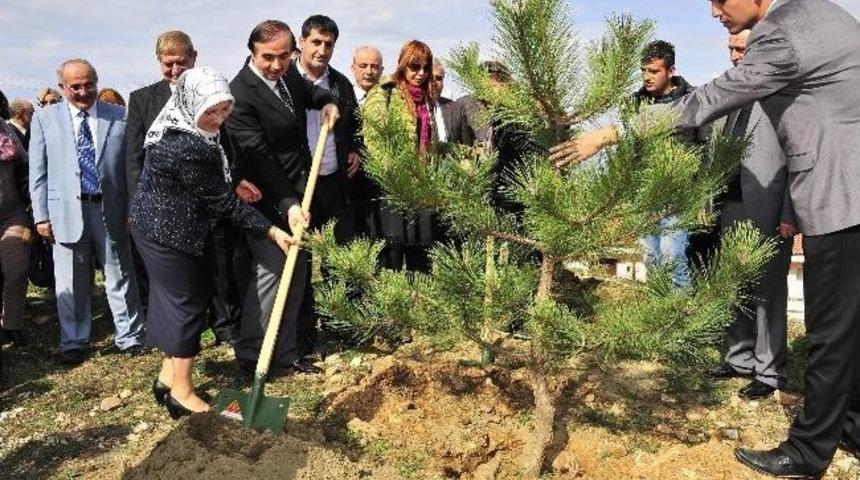 Yıldırım Belediyesi Ve Bem-bir-sen’den Fidan Dikimi