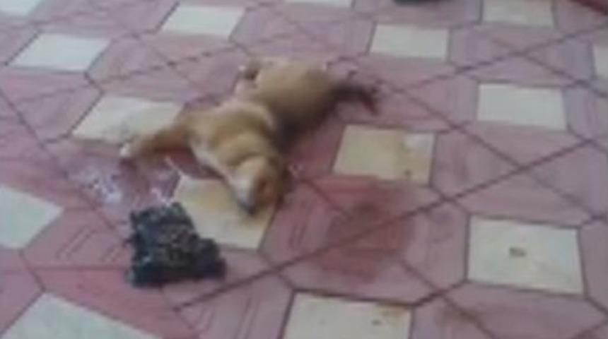 Çanakkale'de Yürek Burkan Görüntü