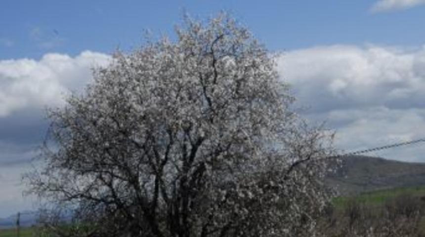 Dicle&rsquo;de Badem Ağa&ccedil;ları &Ccedil;i&ccedil;ek A&ccedil;tı