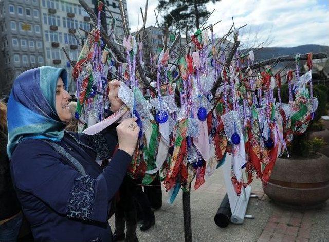 Kadınlar Dileklerini Dilek Ağacına Astı