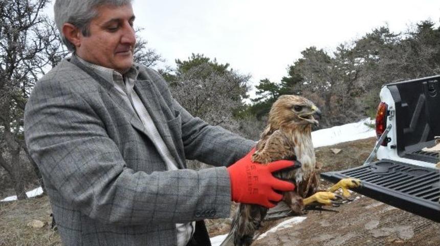 Yozgat&rsquo;ta Yiyecek Bulamadığı İ&ccedil;in Bitkin D&uuml;ş&uuml;p U&ccedil;amayan Şahin Bakımı Yapıldıktan Sonra Tekrar Doğaya Salındı