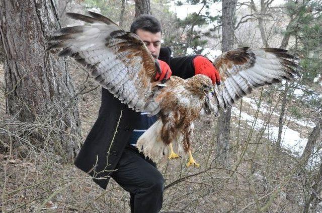 Yozgat’ta Yiyecek Bulamadığı İçin Bitkin Düşüp Uçamayan Şahin Bakımı Yapıldıktan Sonra Tekrar Doğaya Salındı