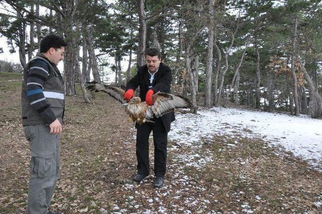 Yozgat’ta Yiyecek Bulamadığı İçin Bitkin Düşüp Uçamayan Şahin Bakımı Yapıldıktan Sonra Tekrar Doğaya Salındı