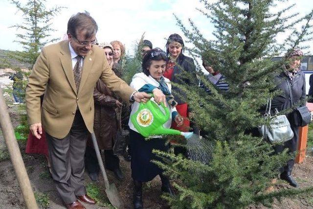 Ak Partili Kadınlar Fidan Dikti