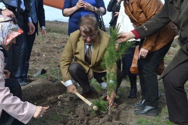 Ak Partili Kadınlar Fidan Dikti