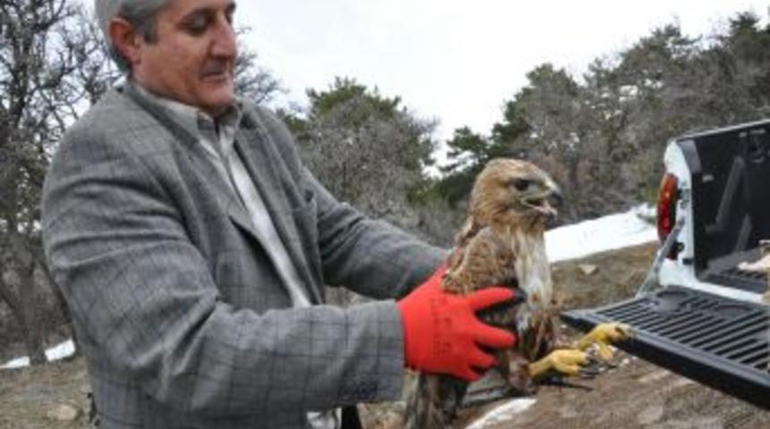 Bakımı Yapılan Şahin, Doğaya Bırakıldı
